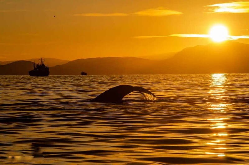 Tromsø: Arctic Snowshoeing Experience - An In-Depth Look at the Arctic Snowshoeing Tour