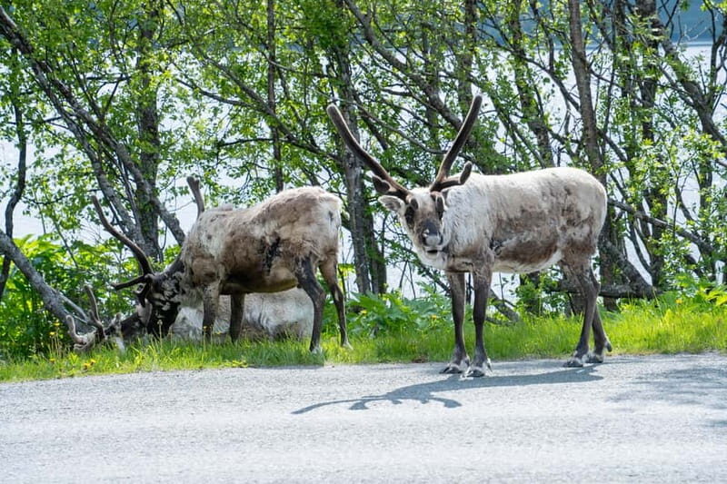 Tromsø: Artic Fjord tour - Exploring the Arctic Fjord Tour in Detail