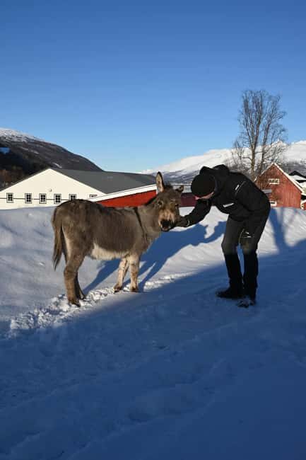 Tromsø: Cosy Farm Visit with a Chance of Northen Lights - Good To Know