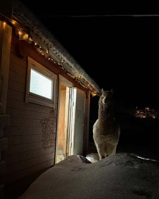 Tromsø: Cosy Farm Visit with a Chance of Northen Lights - What Reviewers Say