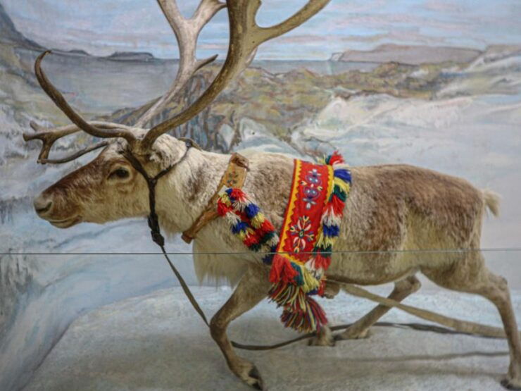 Tromsø: Discover Sami Culture Museum Expedition - Highlights of the Experience