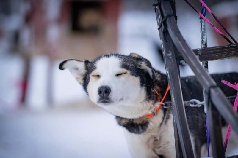 Tromsø: Dog Sledding Adventure at Camp Aspemo - FAQ