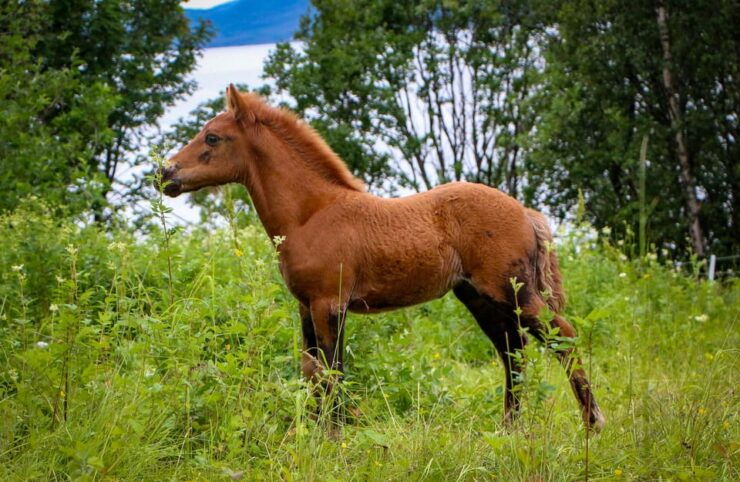 Tromsø: Evening Horseriding Experience - Pricing and Booking