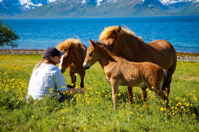 Tromsø: Evening Horseriding Experience - Itinerary Highlights