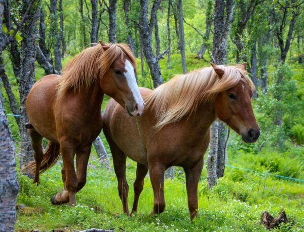 Tromsø: Evening Horseriding Experience - Frequently Asked Questions