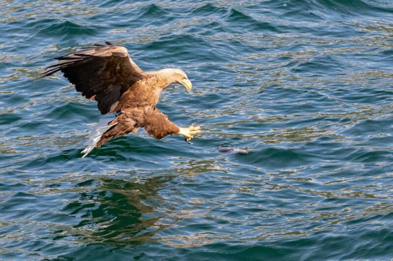 Tromsø: Evening Sightseeing Cruise All-inclusive - Scenic Fjord and Mountain Views