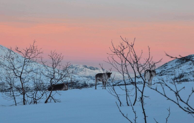Tromso: Fjord Arctic Adventure Expedition - Quality & Value for Money