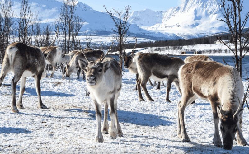 Tromso: Fjord Arctic Adventure Expedition - Final Thoughts
