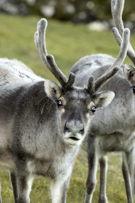 Tromso: Fjord Arctic Adventure Expedition - Scenic and Wildlife Experience