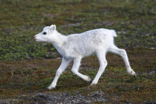 Tromso: Fjord Arctic Adventure Expedition - Combination Options