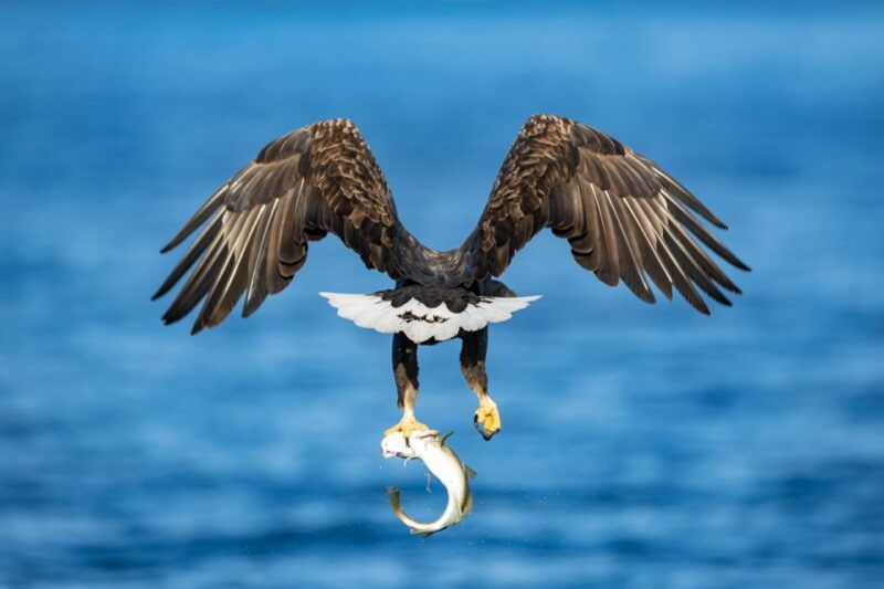 Tromsø: Fjord Fishing Cruise - Who Will Love This Experience?