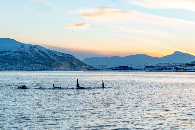 Tromsø: Fjord History Cruise with Snack and Drinks - Good To Know