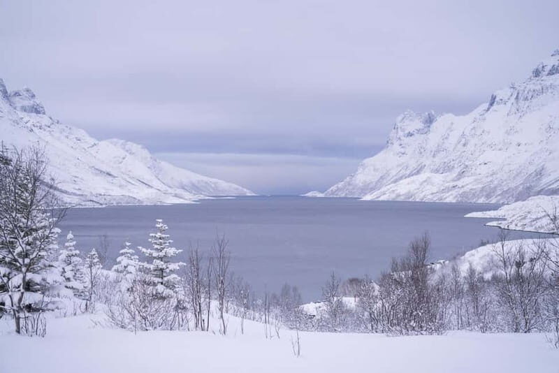 Tromsø: Fjord Tour and Visit to Sommarøy with Expert Tour Guide in Italian - The Sum Up