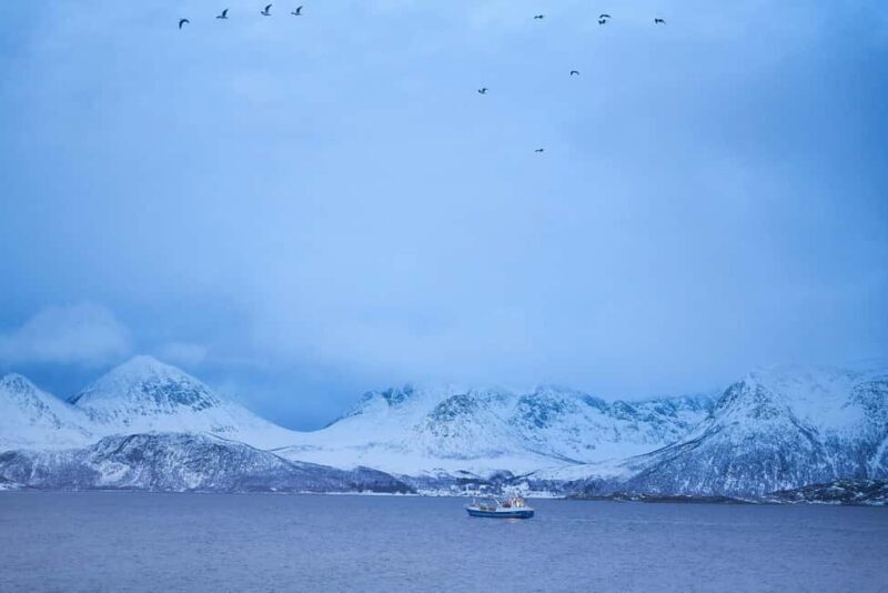 Tromsø: Fjord tour to Sommarøya - Good To Know
