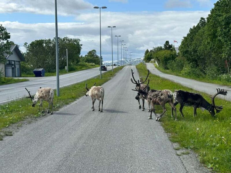 Tromsø: Fjords and Wildlife Tour in a Minibus - Practical Considerations