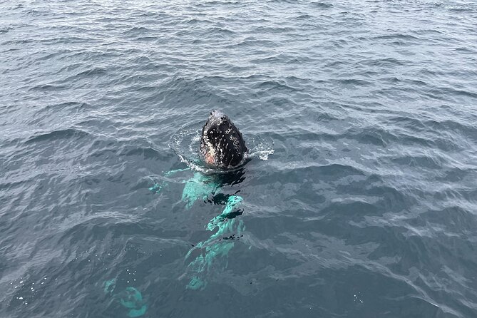 Tromso Full-Day Whale and Seabird Boat Tour to Skervoy - Customer Reviews