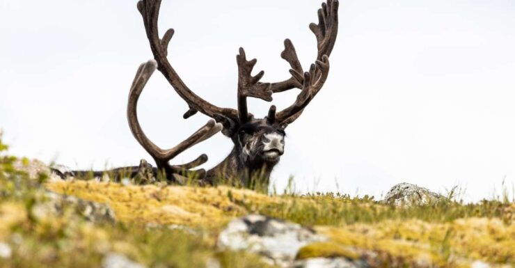 Tromso: Guided Fjord Expedition & Kvaløya Island With Lunch - Itinerary Highlights