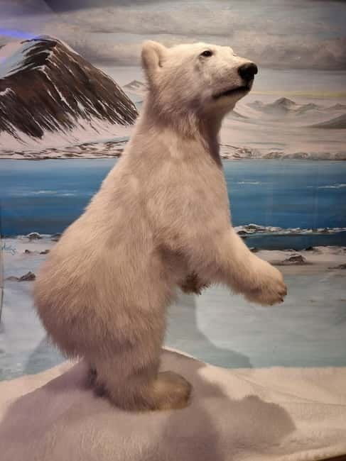 Tromsø: Guided Polar Bear Walk incl. Polaria & Polar Museum - The Experience, From a Traveler’s Perspective