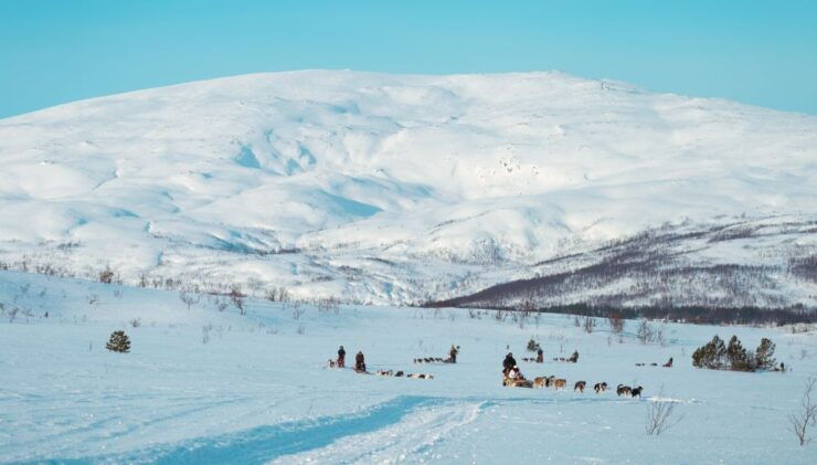 Tromsø: Husky Sled Self-Drive With Traditional Lunch - Activity Details