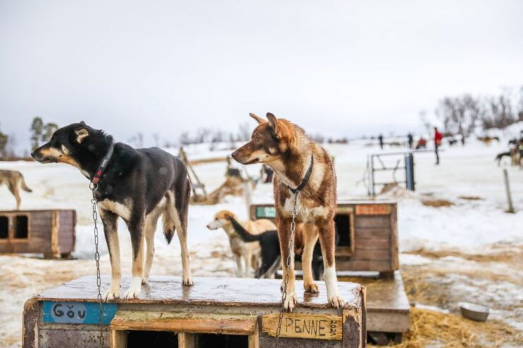 Tromsø: Husky Sled Self-Drive With Traditional Lunch - Experience Highlights