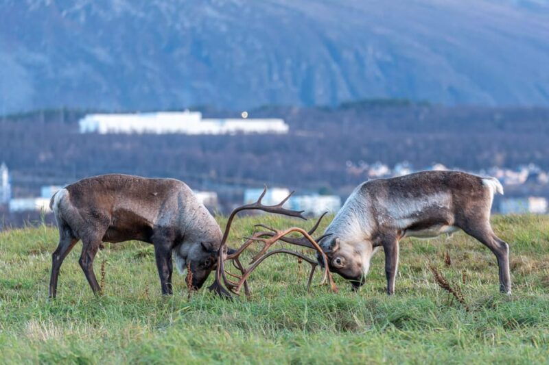 Tromsø: Kvaløya & Sommarøy Guided Tour - Who Will Love This Tour?