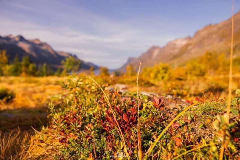 Tromsø: Lyngen Alps Sightseeing Tour with Lunch - Why This Tour Offers Great Value