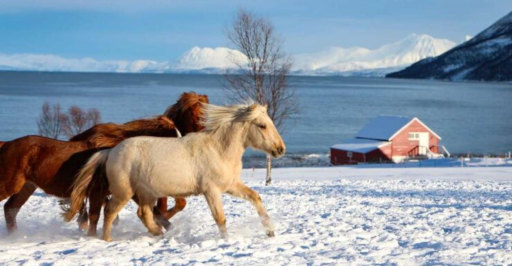 Tromsø: Lyngen Horse Stud Farm Visit - Booking Information