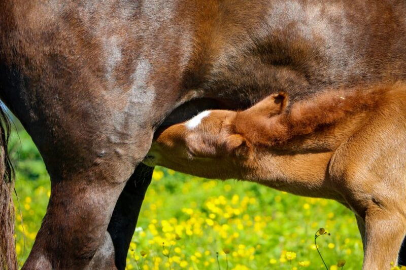 Tromsø: Lyngen Horse Summer Evening Riding Experience - Why this experience is worth considering