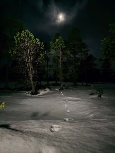 Tromsø: Northern Lights and a Starlit Adventure Tour - Good To Know