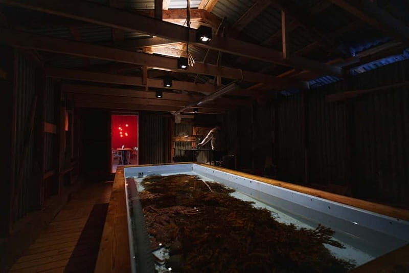 Tromsø: Northern Lights Live King Crab Dinner by the Sea - Who Is This Tour For?