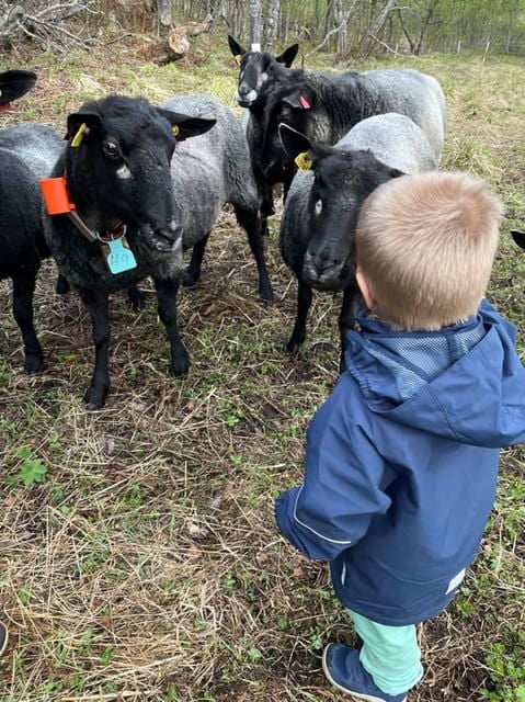 Tromsø: Norwegian farmvisit with guide - Why This Tour Offers Value