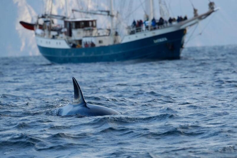 Tromsø: Orca and Whale Watching comfort heated boat Trip - Good To Know