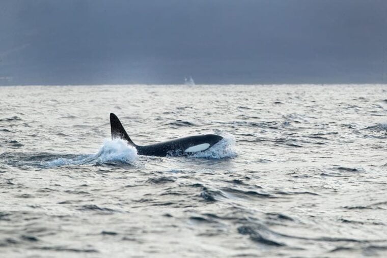 Tromsø: Orca and Whale Watching comfort heated boat Trip - What Makes This Tour Special?