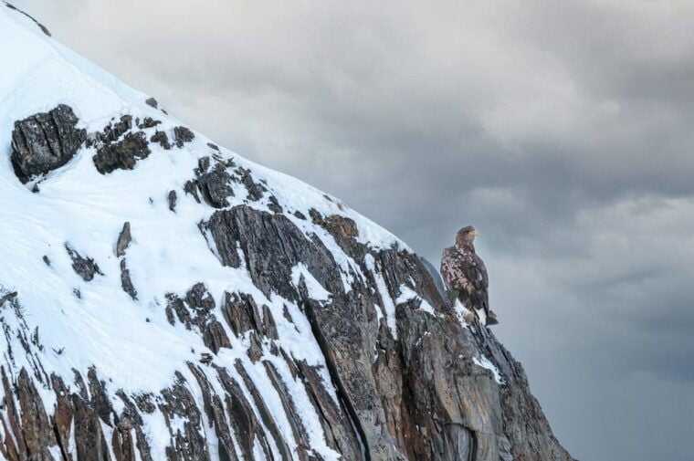 Tromsø: Orca and Whale Watching comfort heated boat Trip - Value for Money