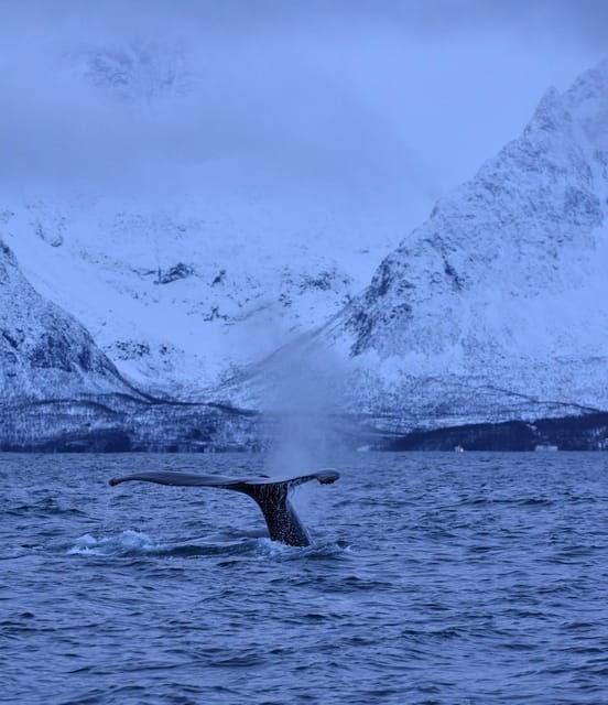 Tromsø: Orca and Whale Watching comfort heated boat Trip - The Sum Up