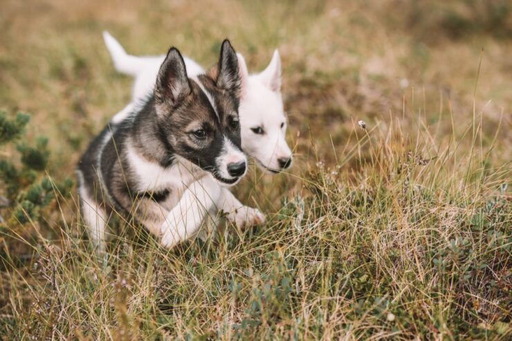 Tromsø: Puppy Training at the Husky Kennel With Lunch - Good To Know