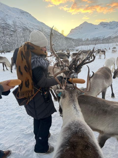 Tromsø: Reindeer Experience in Sami-Camp - Experience Highlights