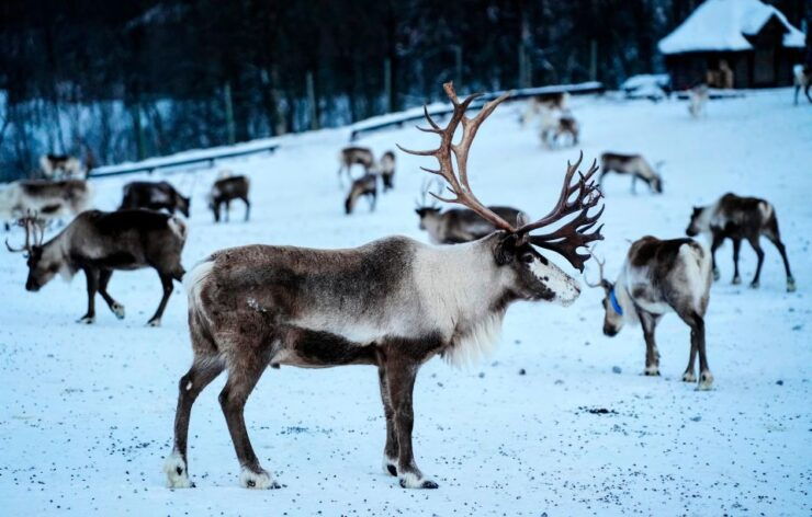 Tromsø: Reindeer Experience With Local Guide - Booking Details