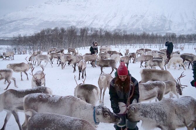 Tromsø Reindeer & Sami Culture Experience  - Tromso - Practical Information