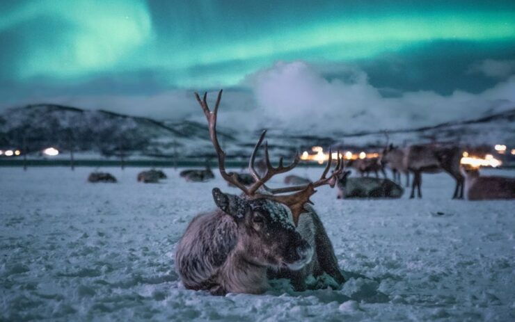 Tromsø: Reindeer Sled, Dinner, and Northern Lights Day Trip - Experience Reindeer Feeding and Sledding