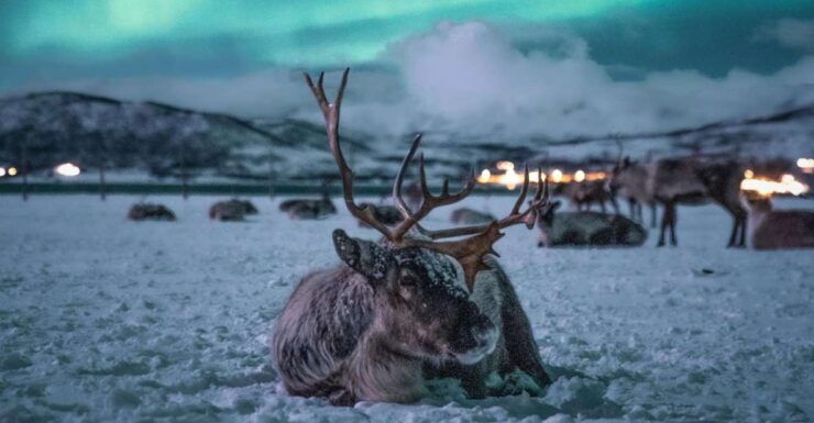 Tromsø: Reindeer Sled, Dinner, and Northern Lights Day Trip - Delight in Traditional Sami Dinner