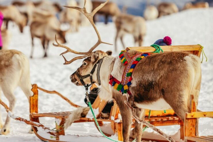 Tromsø: Reindeer Sledding & Feeding With a Sami Guide - Activity Details