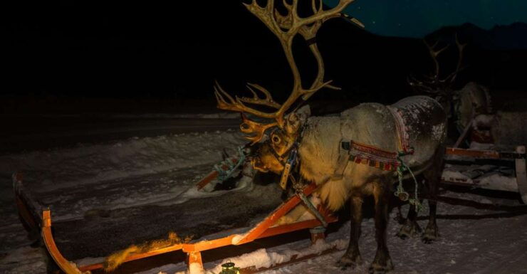 Tromso: Reindeer Sledding With Chance to See Northern Lights - Activity Details