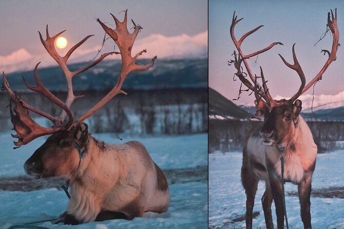 Tromsø Saami Culture and Reindeer-Feeding Experience  - Tromso - Saami Culture in Tromsø