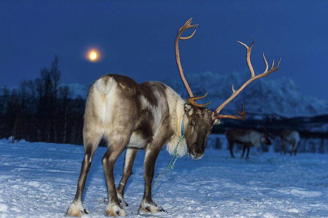 Tromsø Saami Culture and Reindeer-Feeding Experience  - Tromso - Inclusions and Services Provided