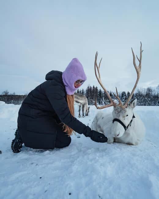 Tromsø: Sami Camp and Reindeer Experience with Lunch - An In-Depth Look at the Tromsø Sami Camp and Reindeer Tour