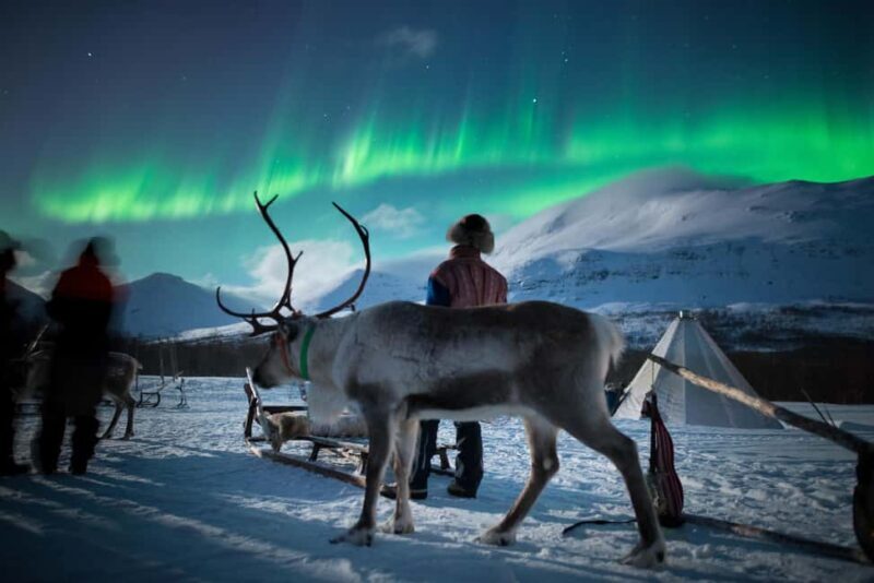 Tromsø: Sami Culture, Northern Lights and Reindeer Feeding - Who Would Love This Tour?