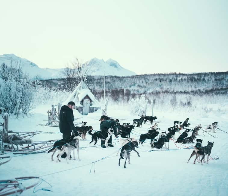 Tromsø: Self-Drive Husky Dog Sledding Adventure - The Itinerary in Detail