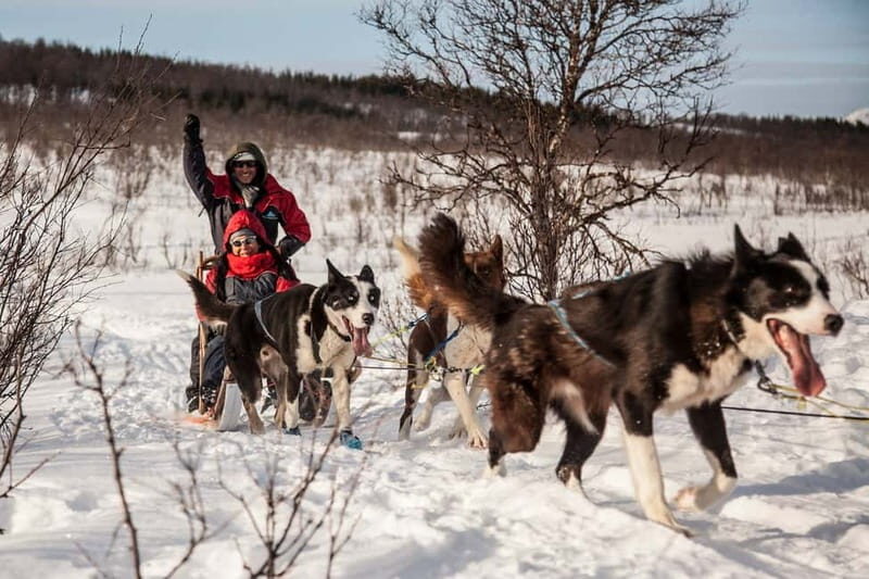 Tromsø: Self-Drive Husky Dog Sledding Adventure - Authentic Experiences & Review Highlights