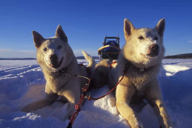 Tromsø: Self-Drive Husky Dog Sledding Adventure - Who Will Love This Tour?